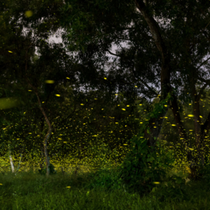 Uncover rare animal behaviors